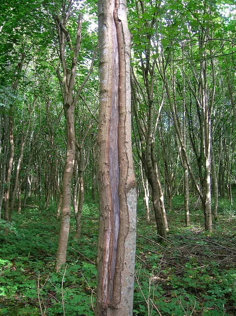 A frost crack running up an ash trunk