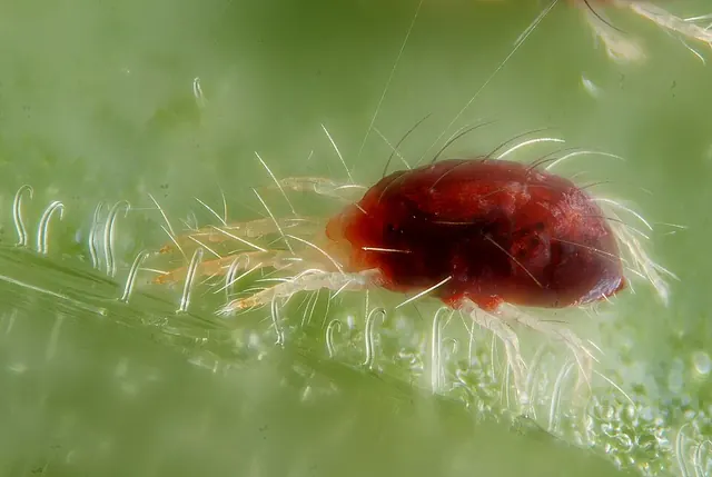 Two-spotted spider mite with its silk threads