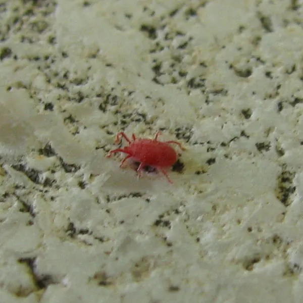 A spider mite on the leaf among eggs and cast skins