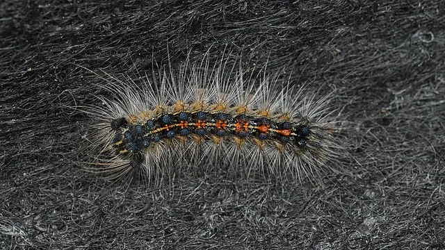 Spongy moth caterpillar: hairy, with paired blue and red dots down the back