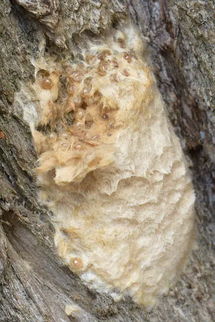 A tan, fuzzy spongy moth egg mass on bark