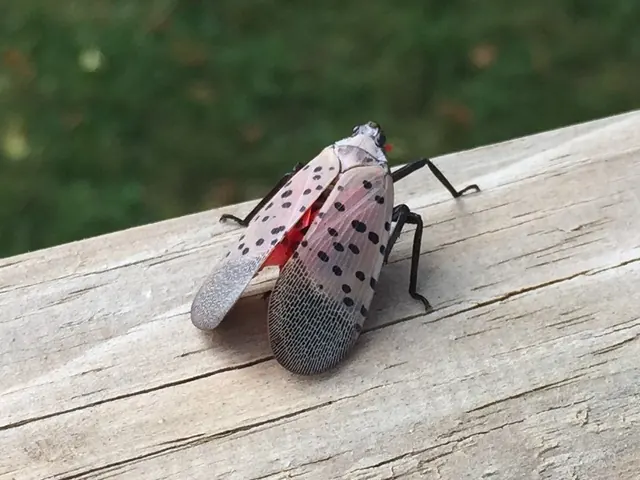 Spotted lanternfly adult: gray front wings with black spots