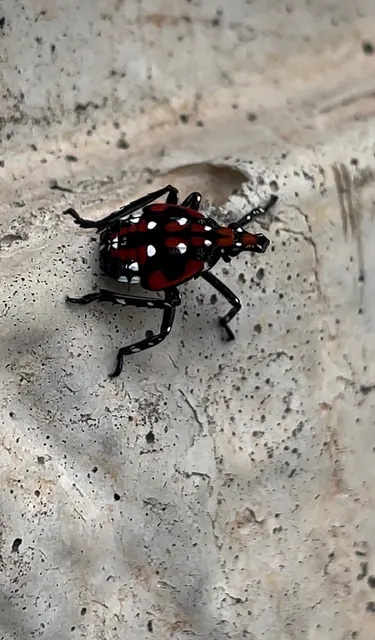 A young lanternfly nymph: black with white spots