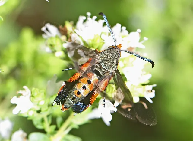 Squash vine borer moth: orange body, dark wings