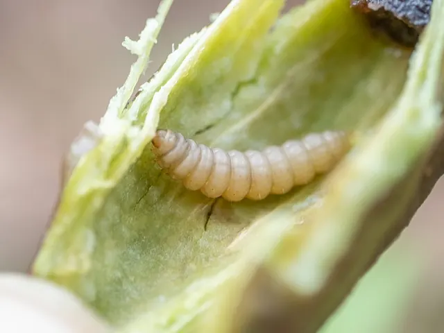 Borer larva inside a split squash stem