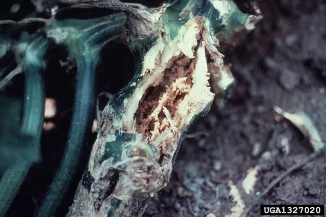 Stem damage and frass from squash vine borer