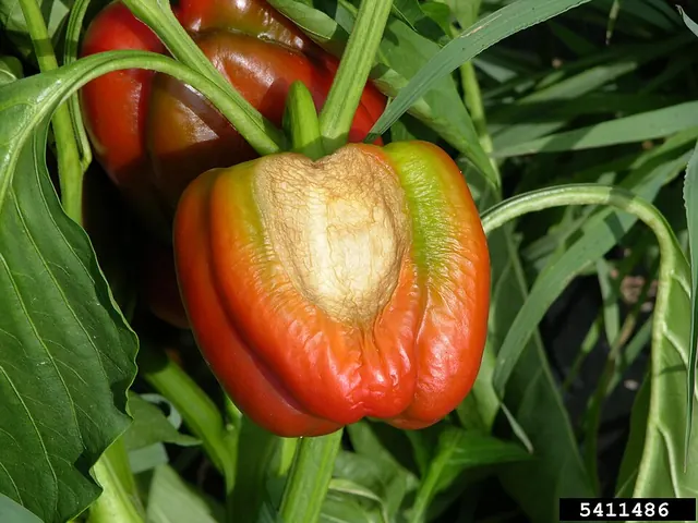 Sunscald on an exposed bell pepper