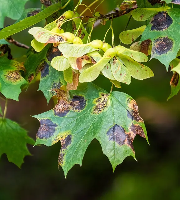 Tar spot: raised black spots on maple leaves in late summer