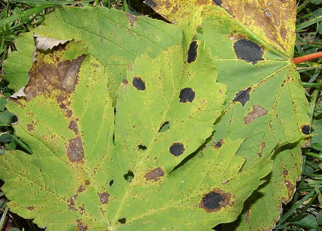 Tar spots up close on a maple leaf