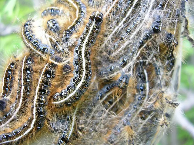 Eastern tent caterpillars massed on their silk tent in spring