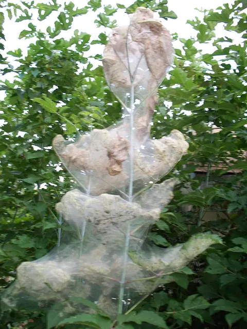 Fall webworm webs wrap the ends of branches in late summer