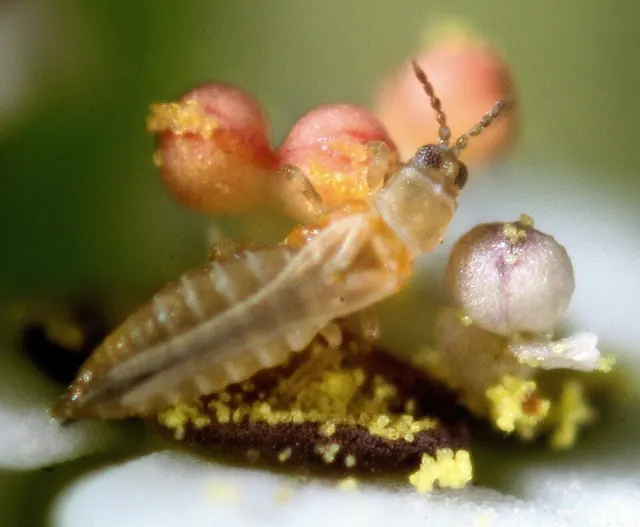 Western flower thrips, magnified