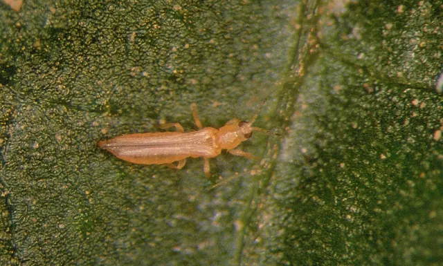 Adult thrips on a leaf