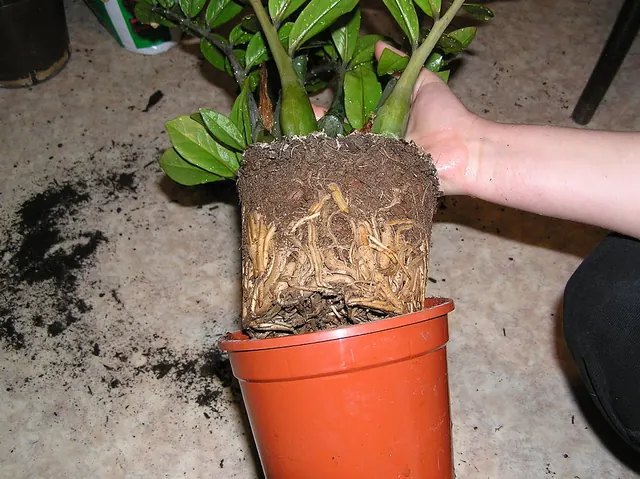 A root ball at repotting: the fine roots torn here are why leaves droop for a week or two