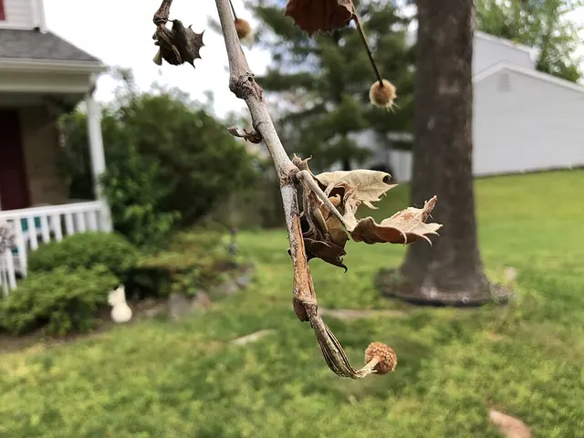 Sycamore anthracnose kills the first spring leaves along the veins