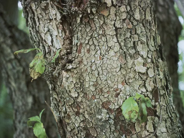 Dogwood anthracnose: water sprouts along the trunk after the twigs die back