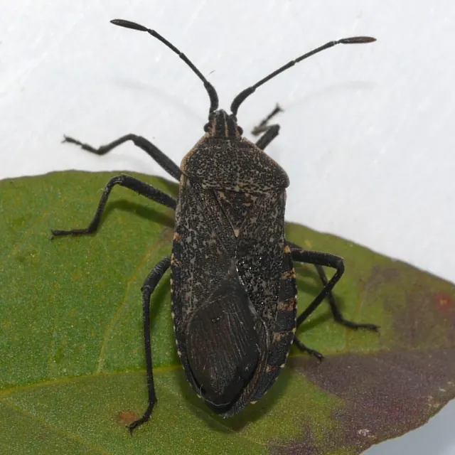 Adult squash bug