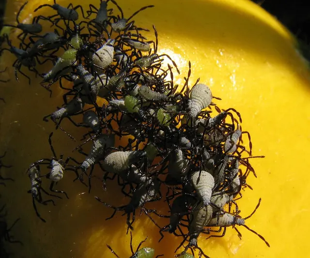 Squash bug nymphs in a group