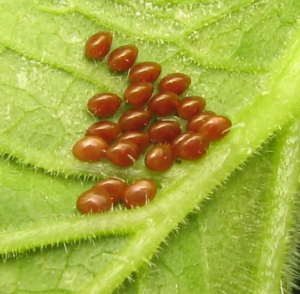 Bronze squash bug eggs on a leaf