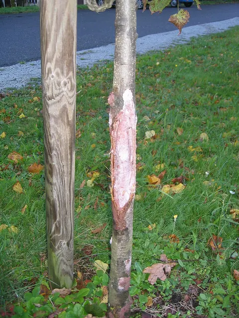 A bark wound on a young linden, still open a year later