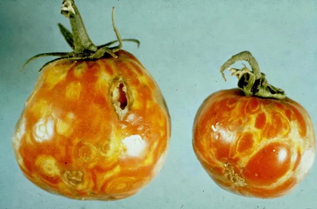 Tomato spotted wilt: rings and blotches on ripening fruit