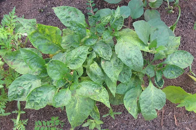 Pepper plant with tomato spotted wilt virus