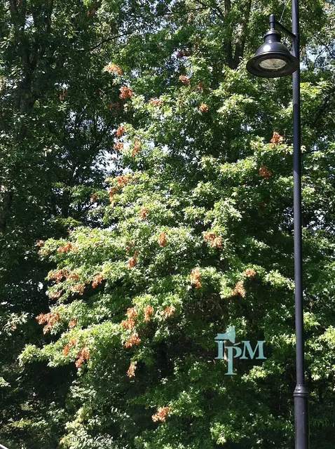 Flagging after a cicada year: brown tips scattered over the crown