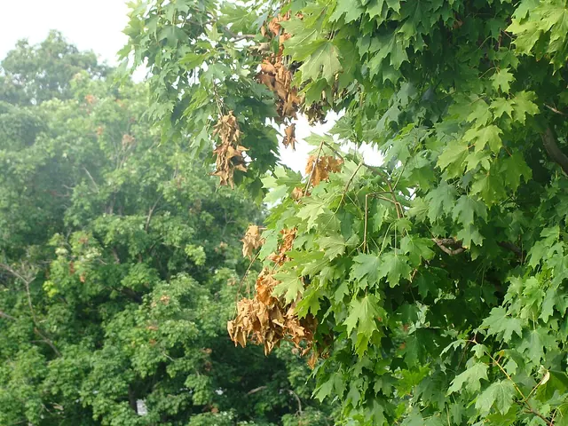A twig split by cicada egg-laying, with the tip dying beyond it