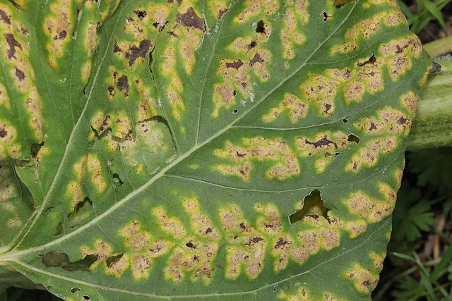Verticillium wilt: yellow, V-shaped patches on a leaf