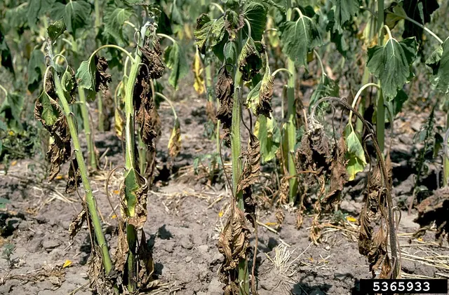 Plants wilting in a field from Verticillium