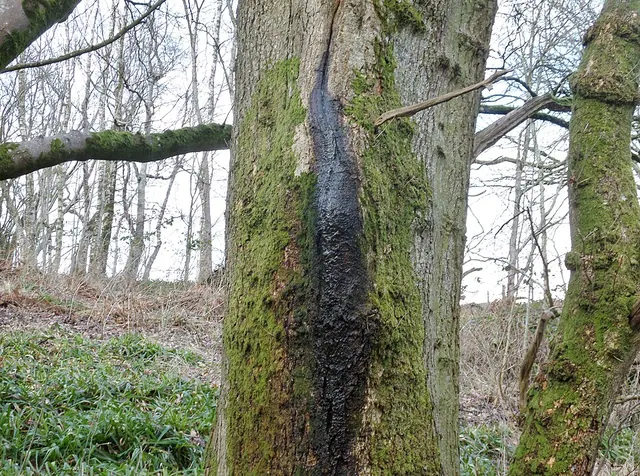 Wetwood: a dark, wet streak running down a linden trunk