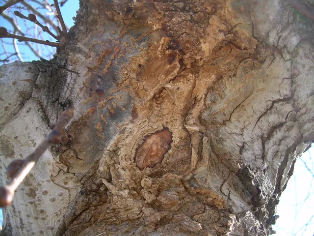 Dried slime flux staining an elm trunk