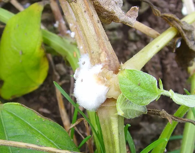 White mold: cottony growth on a stem