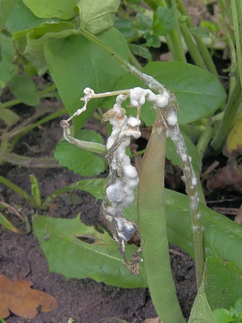 White mold on a bean plant