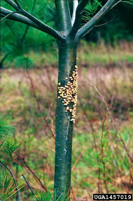 Orange blisters bursting on a white pine branch in spring