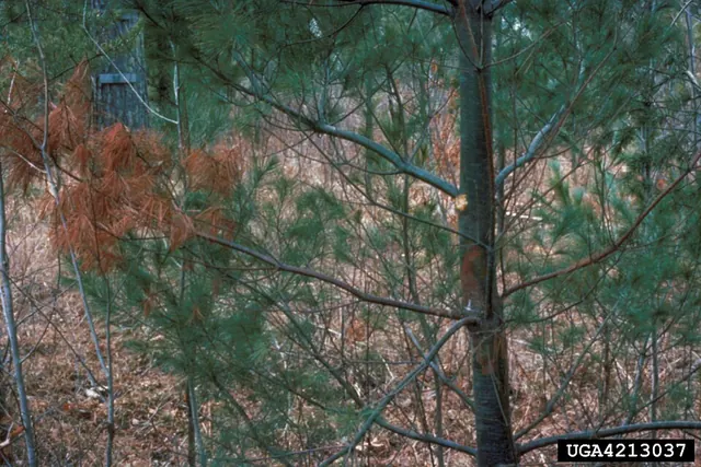 A white pine branch killed by blister rust