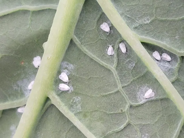 Whitefly adults on the underside of a kale leaf