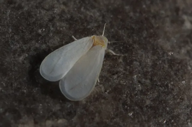 Greenhouse whitefly adult, close up