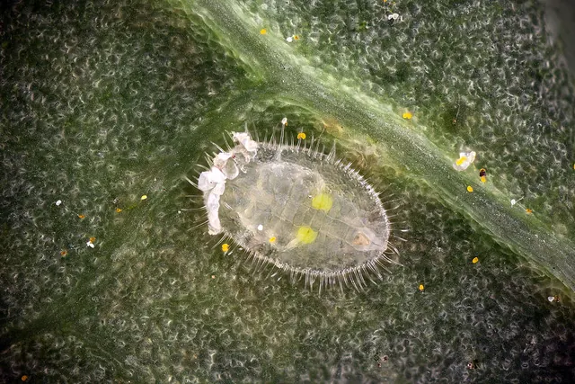 Whitefly nymph, flat and scale-like, on the leaf