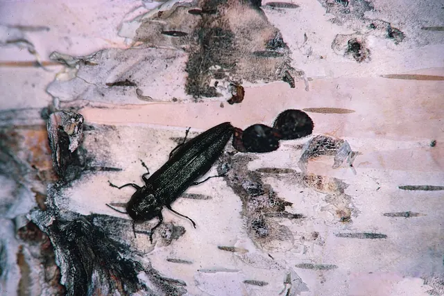 A bronze birch borer adult leaving a birch through its D-shaped exit hole