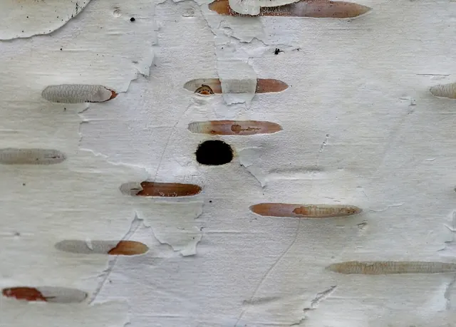 D-shaped borer exit holes in birch bark