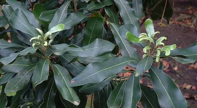 Small, crowded leaves from zinc deficiency